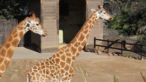 TARONGA ZOO GIRAFFE, CLOSE-UP 13-07-2012 🌏🦒🌿🦒🌱 🦒😊😀📸#travel #youtube #newvideo #subscriber #australia