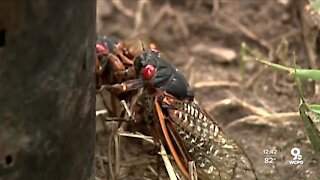 Dying cicadas nourish aquatic life