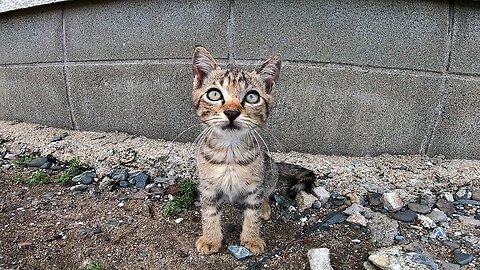 Kitten wrestling in Nekojima is too cute