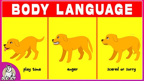 Dog Language Explained! Best Ways to Understand your Dog