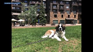 Ritz Carlton Bachelor Gulch has a new mascot -- Meet Bachelor!