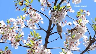 High Park open for cherry blossom bloom, but not to everyone