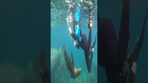 La Paz BCS Sea Lions Clip 3