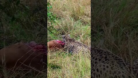 Eating In The Rain #Wildlife | #ShortsAfrica