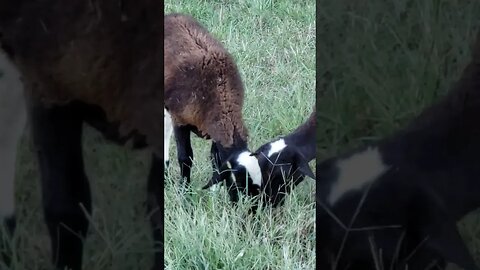 Sheep lambs chowing!!!! Regenerative agriculture at work on the farm! Homesteading with animals.