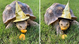 Wizard Tortoise Eats Magical Berries!