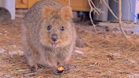 Quokka Eating Figs Happiest Animal Video Rottnest Island Australia