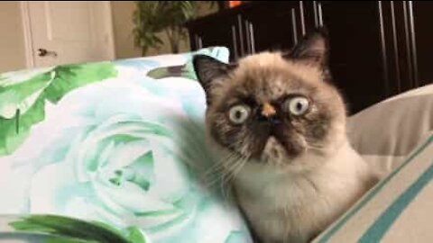 Kat fra Florida kunne være den næste 'Grumpy Cat'