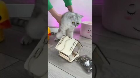 #shorts Смешные Коты Из Тик Тока 229 Funny Cats From Tiktok