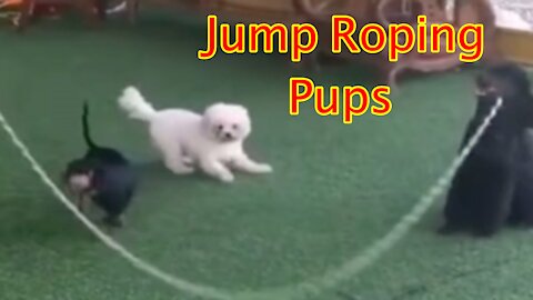 Can you believe these jump roping dogs? With manners, too !!! Funny dog compilation video