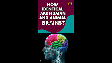 How different is human brain from animal brain?