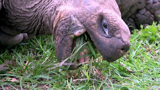 Ancient Giant Tortoise Happily Munches In Epic Slow Motion