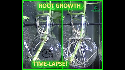 Clear Glass Root Growth Time lapse!