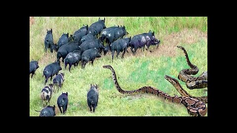 Creepy Scene! The Giant Python Suddenly Attacked The Wild Boar And A Tragedy Happened