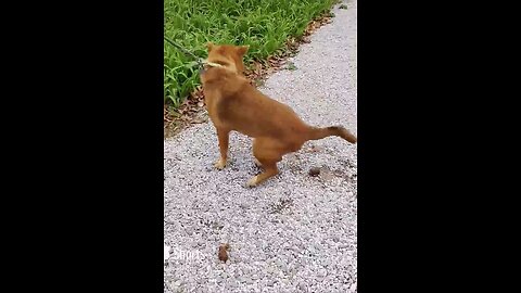 Screaming Poop Dispenser. Don’t Worry He’s OK