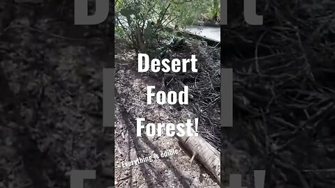 Edible Food Forest in the Desert! #shorts