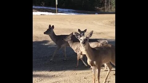 These deer are not afraid!