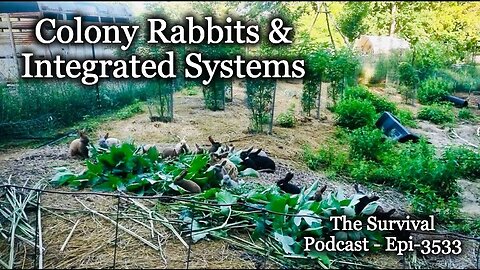 Colony Rabbits and Integrated Systems - Epi-3533