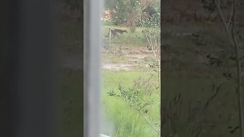 Deer in the Yard