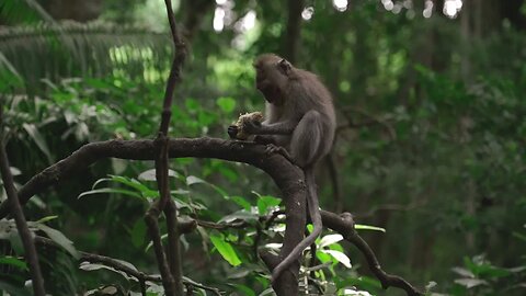 monos al natural