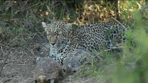 Leopardo caçador é interrompido por tartarugas apaixonadas!