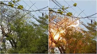 Un enorme corto circuito causato da un albero