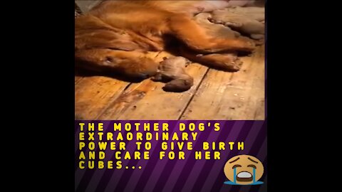 The Mother Dog's Extraordinary Power To Give Birth And Care For Her Cubes.