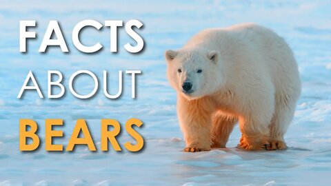 FACTS ABOUT POLAR BEARS | EXTRAORDINARILY INTELLIGENT ANIMALS | WHITE DEARS