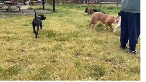 German Shepherd Attacks Pitbull [OFF LEASH DOG PARK]