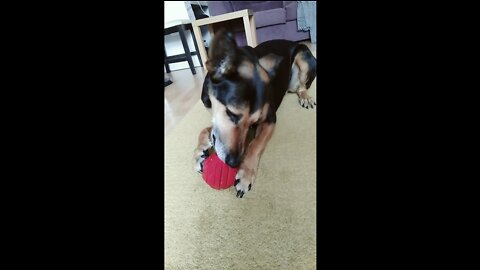 Puzzling Breakfast for This Happy Doggy