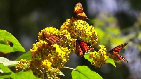 Organizaciones documentan migración de las mariposas monarcas de Canadá a México