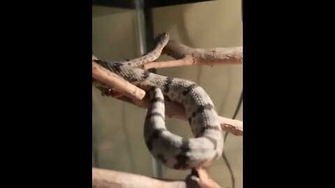 😳😱Dangerous Nature's status ❤️ |🐍🐍 Snake nature WhatsApp Status | amazing nature video #shorts(2)