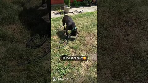 A Pitbull and her hose! -Cute- #shorts #viral #cute #pitbull #dog