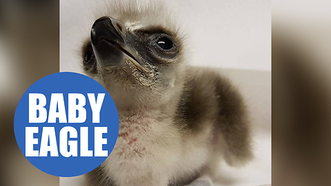 First moments in the life of an eagle chick