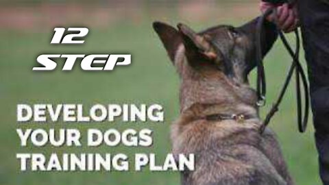 Developing your dogs training in 12 step || dog training|| dog trainer