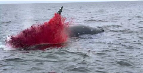 Dead Whales Floating on water Explode