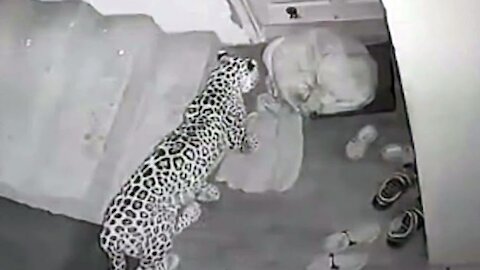 Leopard attacks neighbouror dog