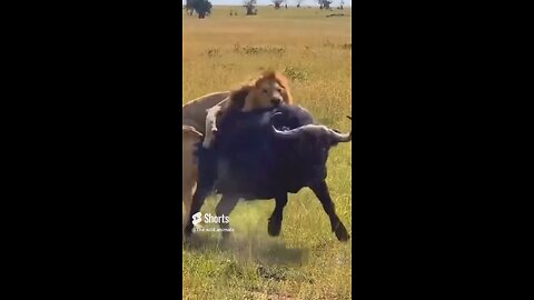 Lions attack