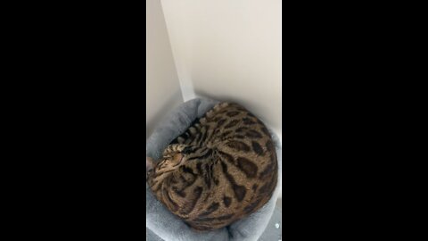 Crazy WILD Bengal 😜