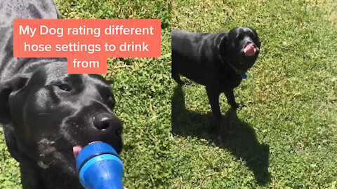 My dog rating different hose settings to drink from