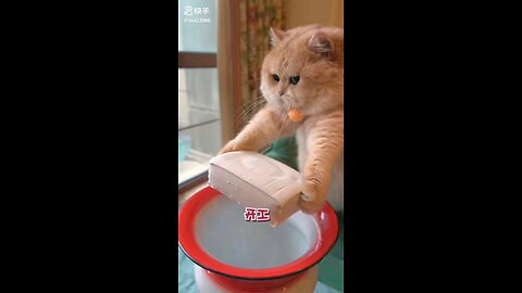 cat cooking food 😂 || funny cat video #shorts #virel #cat #cooking