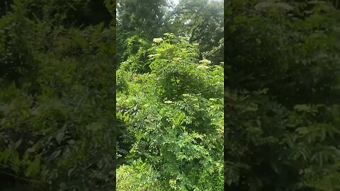 Wall of elderberry bushes in West Monroe, Louisiana