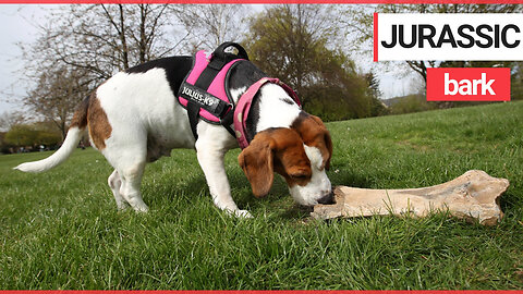 Super dog sniffs out a 250,000 woolly rhino bone