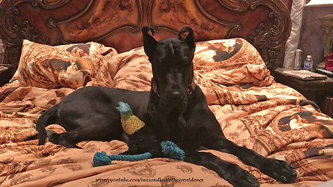 Great Dane totally decimates bed, acts totally innocent