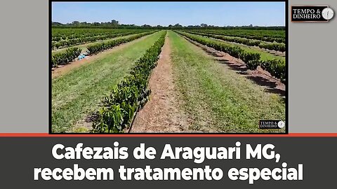 Cafezais de Araguari MG, recebem tratamento especial com "gambiarra", mostra Maílson Antunes Pereira