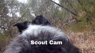 Border Collie Cam