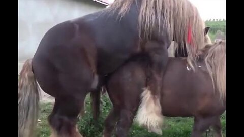 Horses and Donkeys mating Part Two (02)Donkey breeds Horse ፈረሶች እና አህዮች የሚጣመሩበት ክፍል ሁለት(02)።