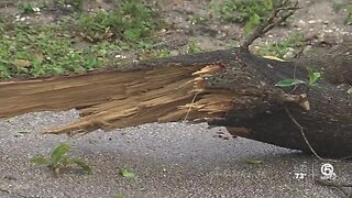 Wild weather knocks down trees in Palm Beach