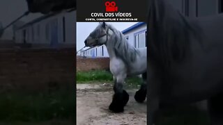 O MAIOR CAVALO DO MUNDO