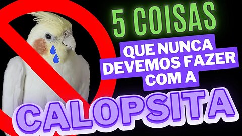 5 COISAS QUE NUNCA DEVEMOS FAZER COM A CALOPSITA